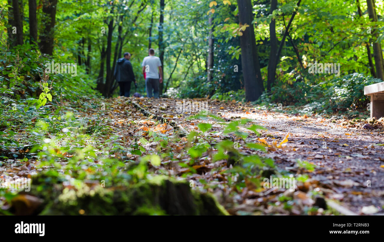 Boschi Shorne Country Park, Shorne Kent. Un basso a terra colpo di un sentiero nel Parco in autunno. Due persone possono essere veduto camminare nella distanza. Foto Stock