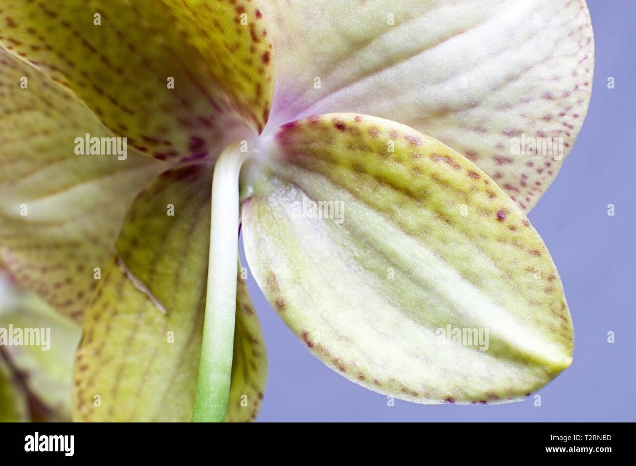 Lato posteriore del petalo di un fiore Foto Stock
