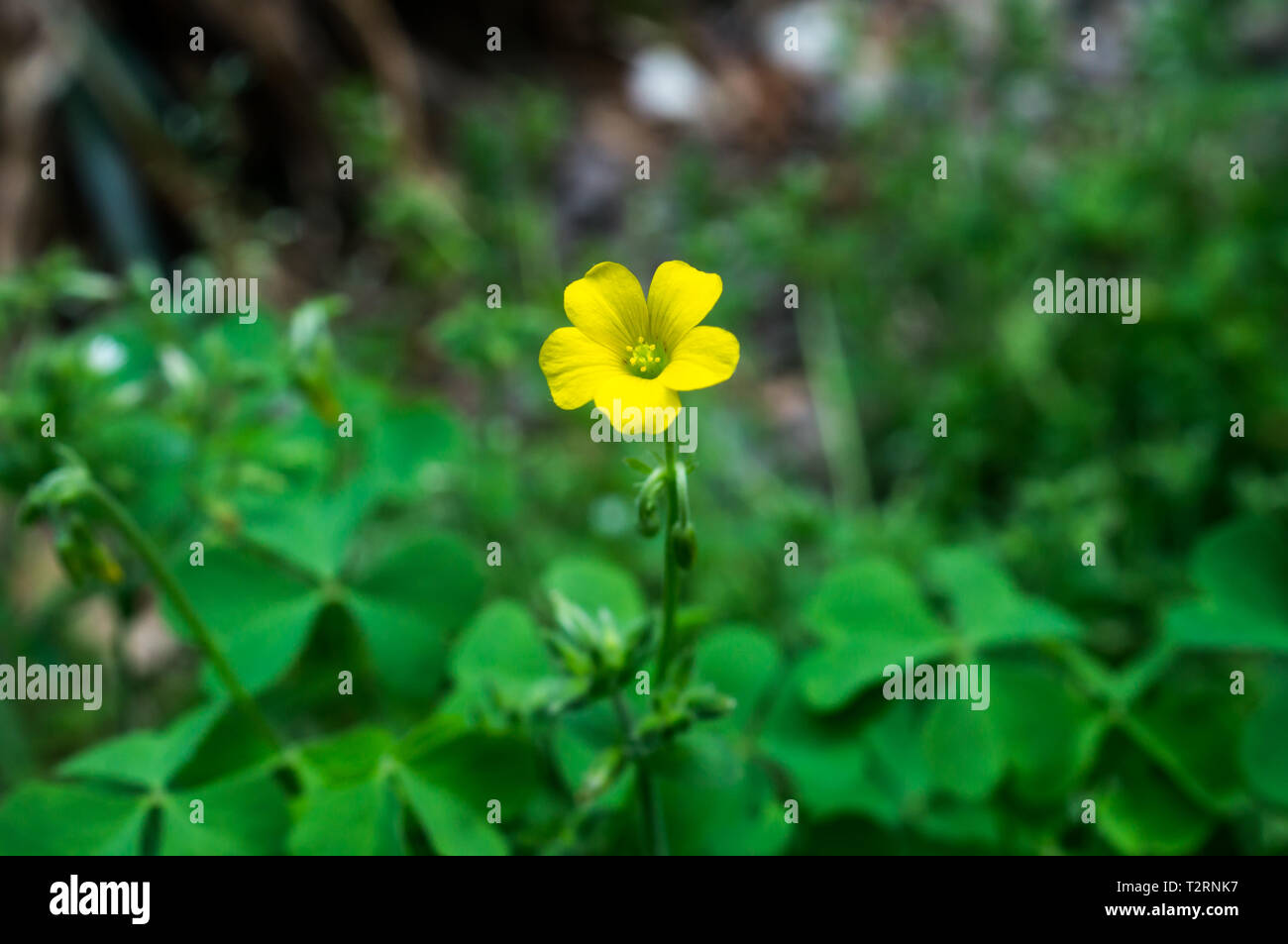 Fiore giallo in centro Foto Stock