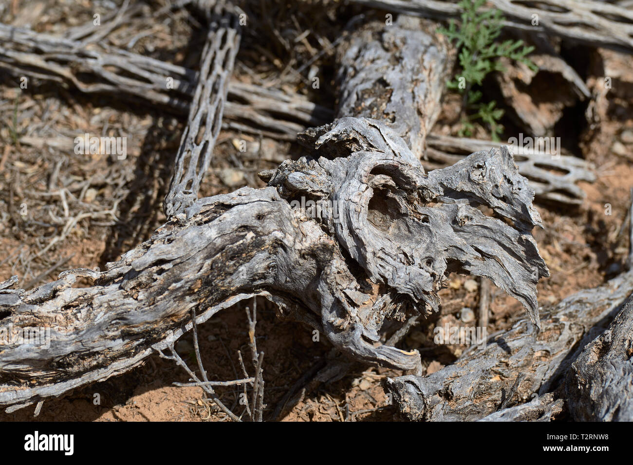 A sud-ovest di morti Cactus Foto Stock