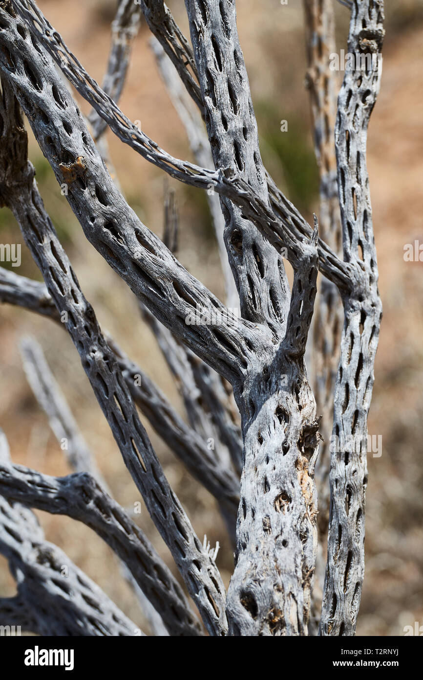 A sud-ovest di morti Cactus Foto Stock