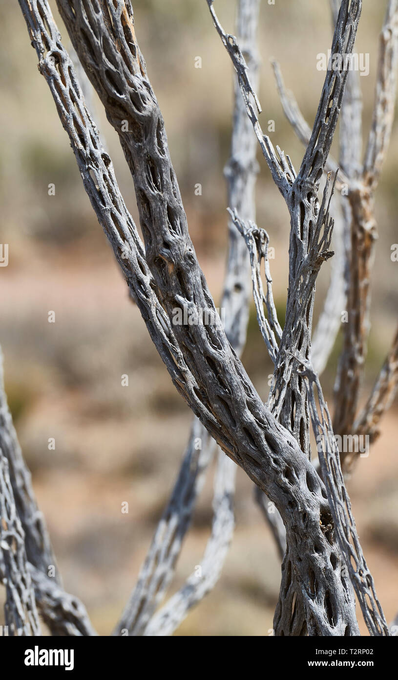 A sud-ovest di morti Cactus Foto Stock