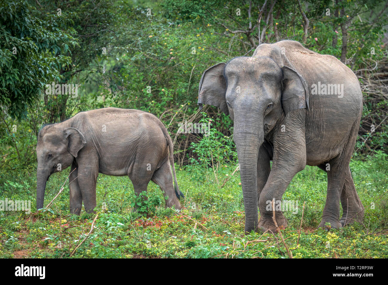 Deep Inside Udawalawe parco nazionale nella provincia meridionale dello Sri Lanka, un giocoso Baby Elephant apprende da un altro membro della mandria. Foto Stock