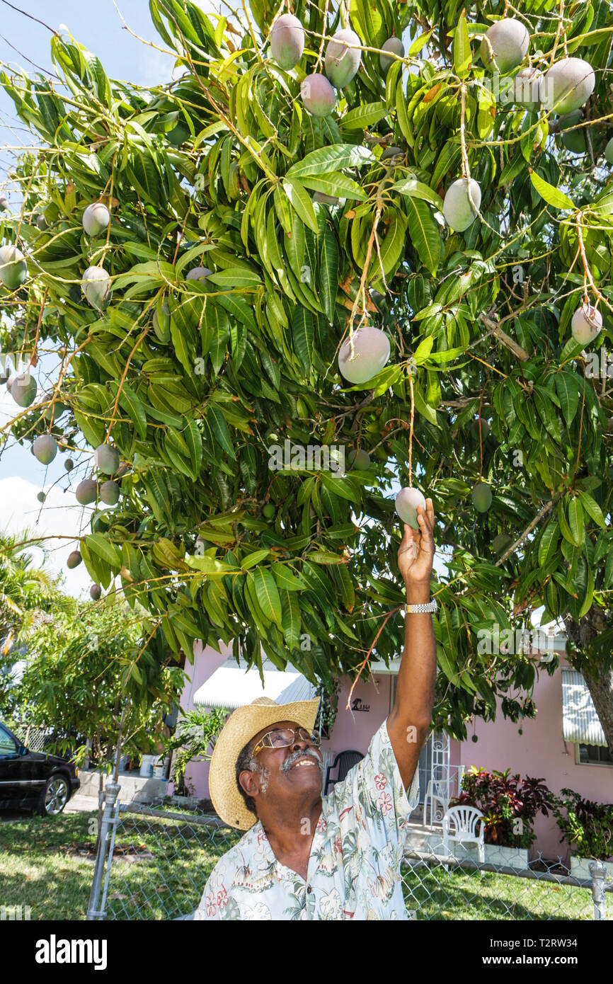 Miami Florida,Coconut Grove,uomo nero maschio,raggiungere,raggiungere,mango,frutta tropicale,albero,cappello di paglia,giardino,FL090426016 Foto Stock