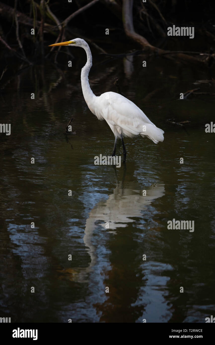 Airone bianco maggiore (Ardea alba) guadare in un torrente, Assateague Island National Seashore, Virginia Foto Stock