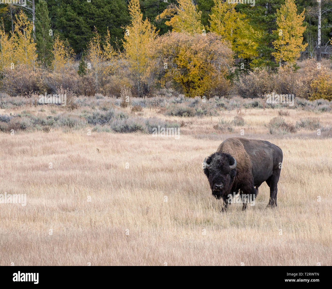 Bisonti americani in autunno sul Sagebrush appartamenti del Grand Teton National Park Foto Stock Bisonti americani in autunno sul Sagebrush appartamenti del Grand Teton National Park Foto Stock