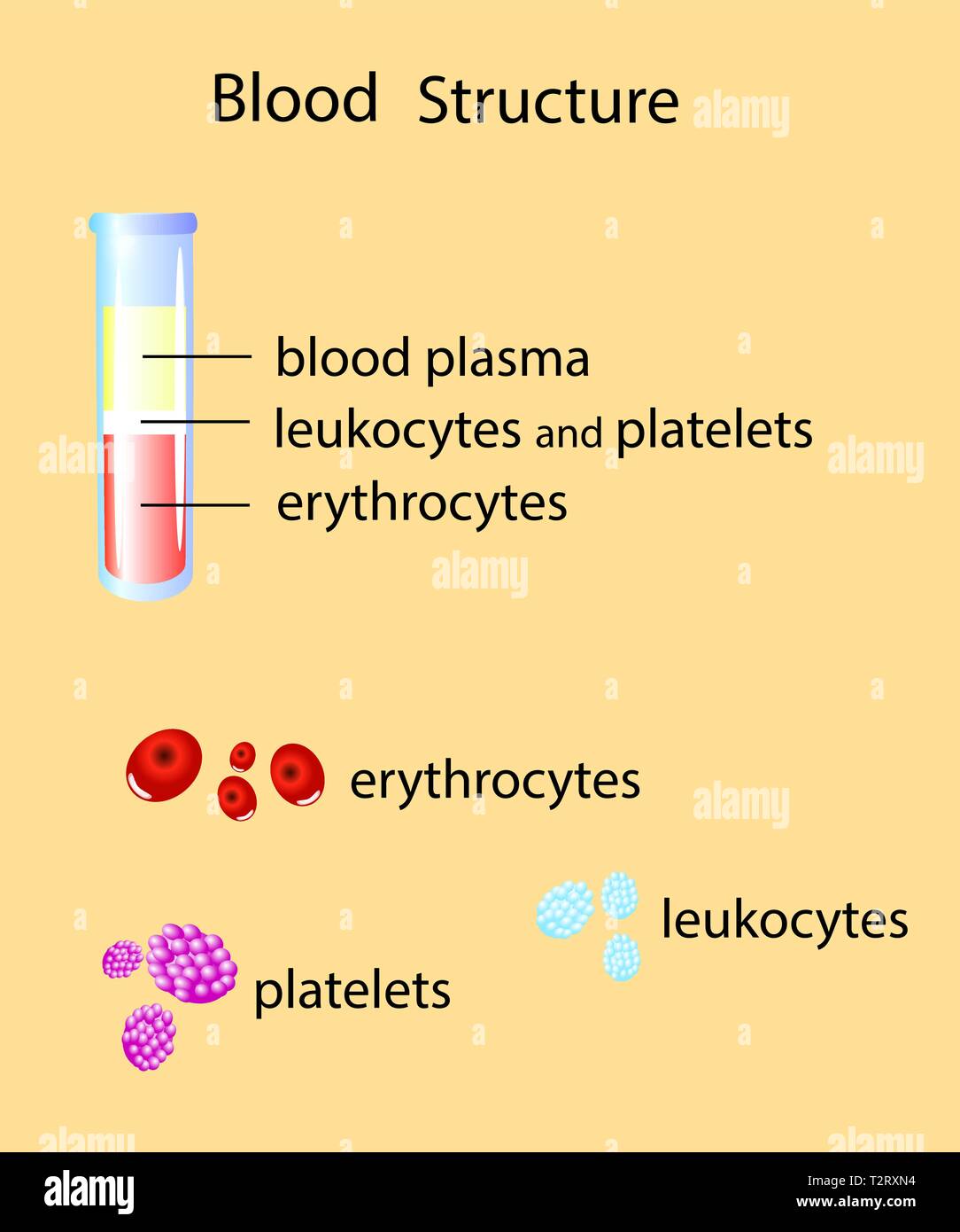 Composizione del sangue intero wi una provetta di test ed elementi del sangue, illustrazione vettoriale Illustrazione Vettoriale