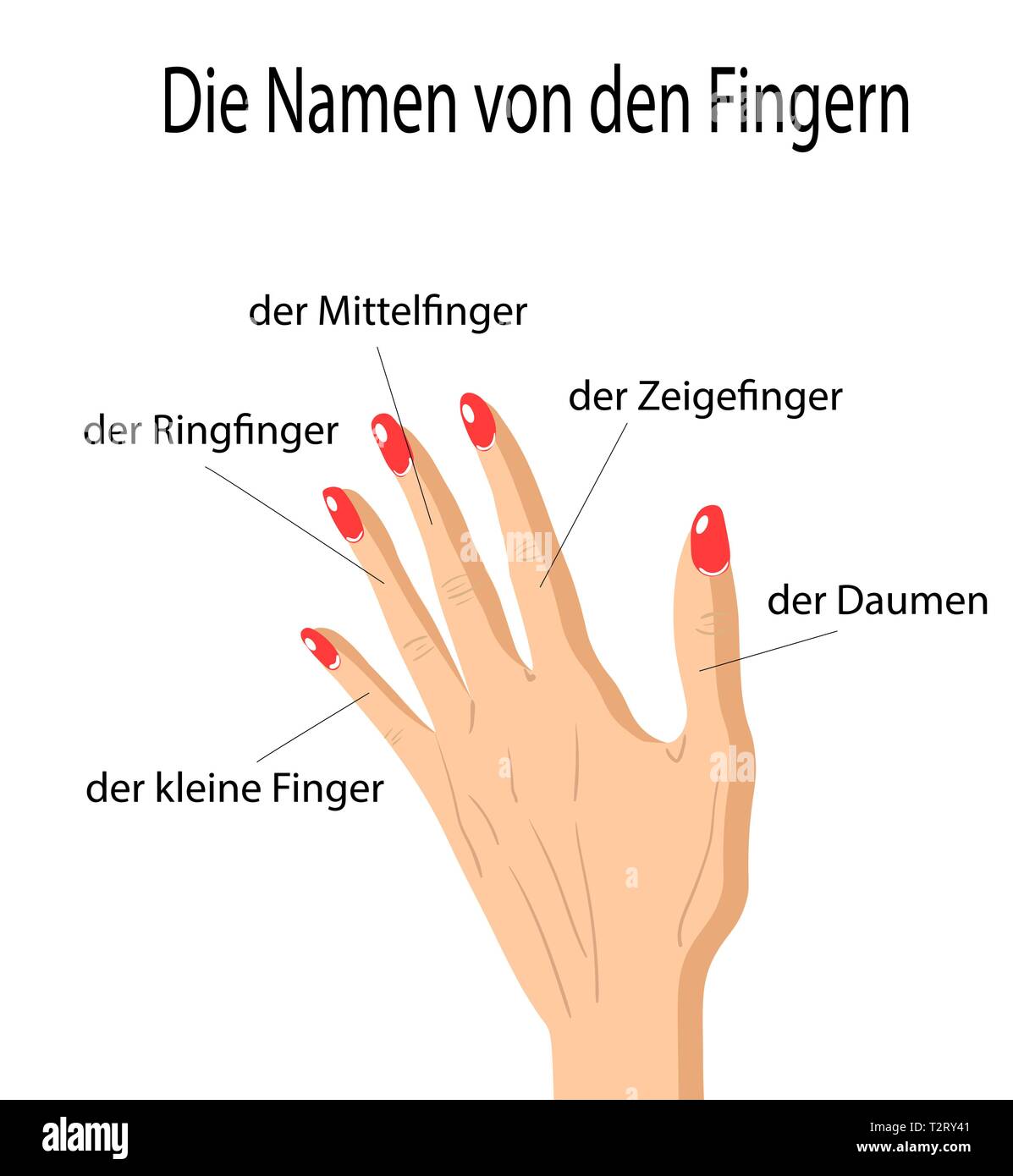 Dita nomi di parti del corpo umano in lingua tedesca, disegnato a mano cartoon vettore illustrazione delle dita umane e i relativi nomi. Illustrazione Vettoriale