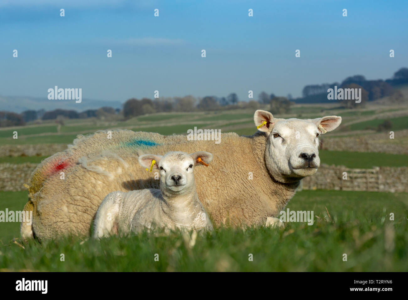 Texel pecora e agnello in pascoli, Wensleydale, North Yorkshire, Regno Unito. Foto Stock