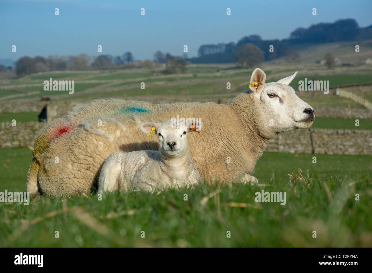 Texel pecora e agnello in pascoli, Wensleydale, North Yorkshire, Regno Unito. Foto Stock