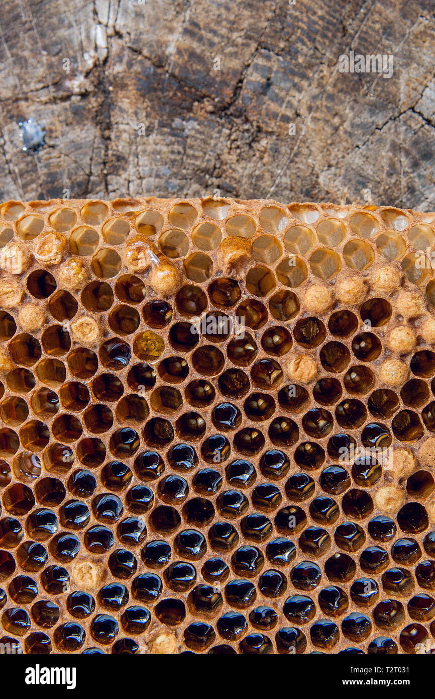 Vista ravvicinata del favo di miele con il dolce miele. Pezzo di nido d'ape di colore giallo con il dolce miele su vintage sfondo di legno. Foto Stock
