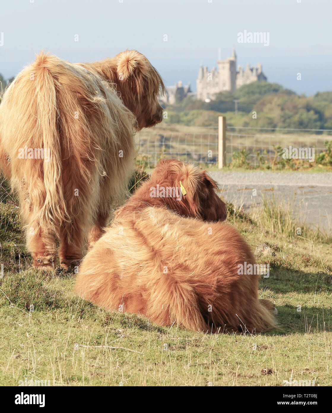 Scottish Montanari vicino castello di Glengorm, sull'Isola di Mull. Foto Stock