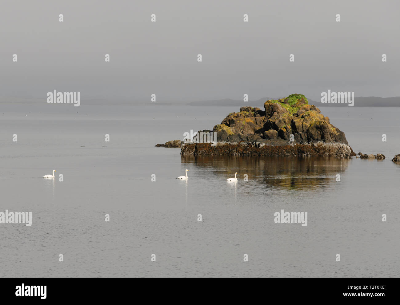 Whooper cigni galleggiante sulle acque tranquille del interramento estuario lagune trovata nei pressi di Djupivogur, in Islanda. Foto Stock
