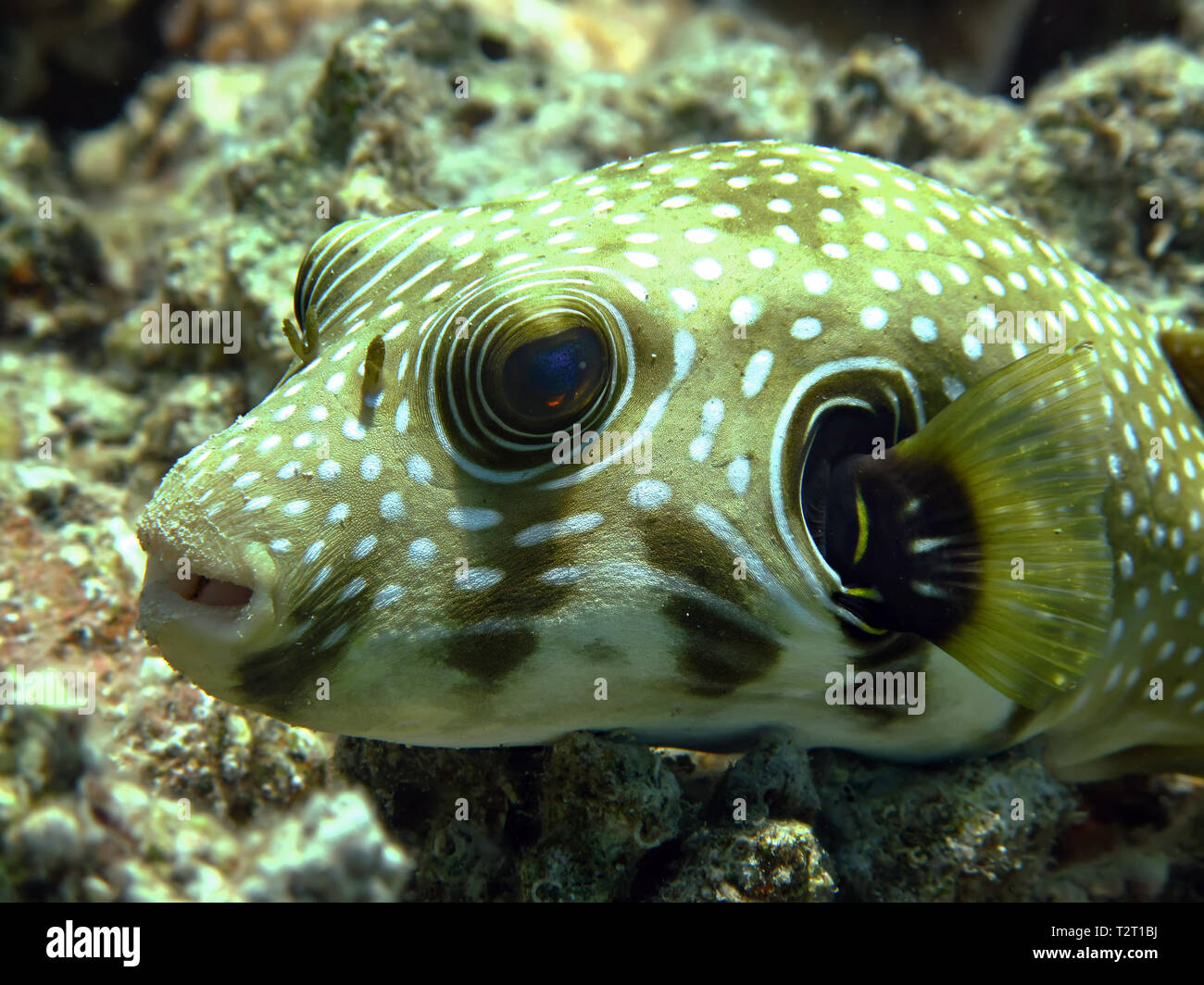 Puffer Whitespotted (Arothron hispidus) Foto Stock