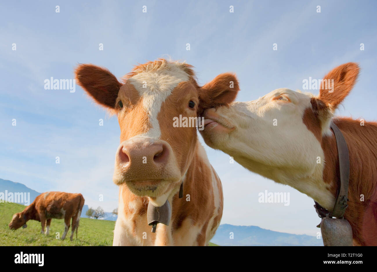 Una mucca dare affetto a un altro Foto Stock