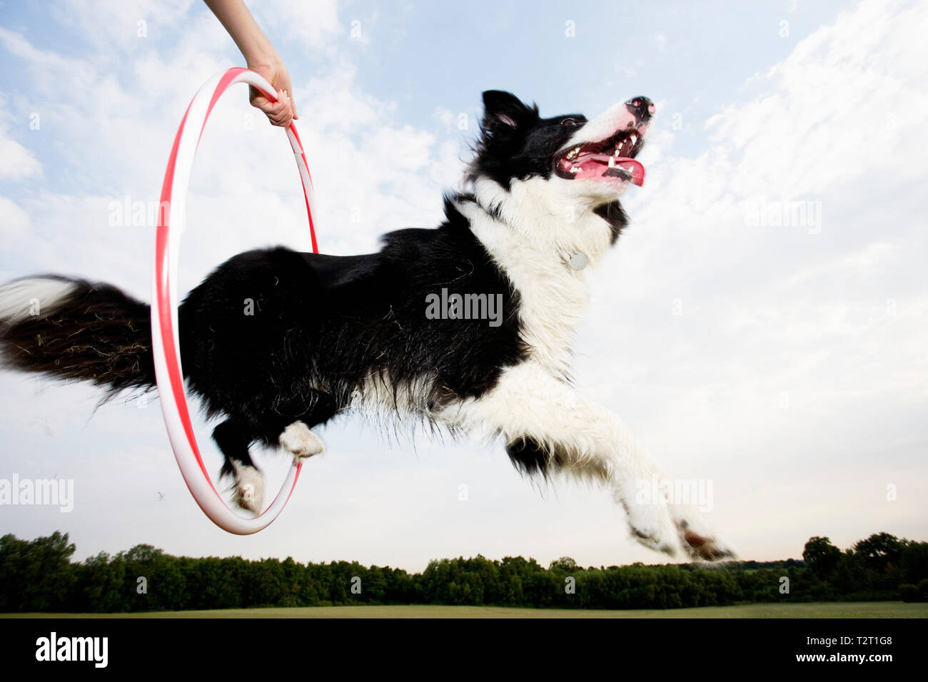 Un Sheepdog saltare attraverso un cerchio Foto Stock