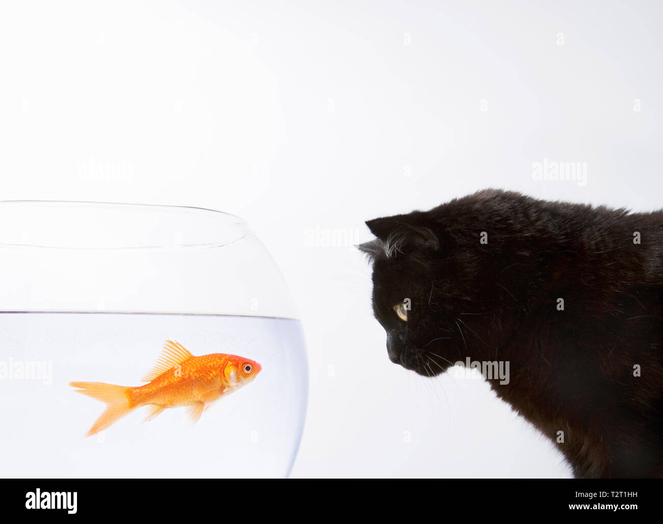 Un gatto nero fissando un goldfish Foto Stock