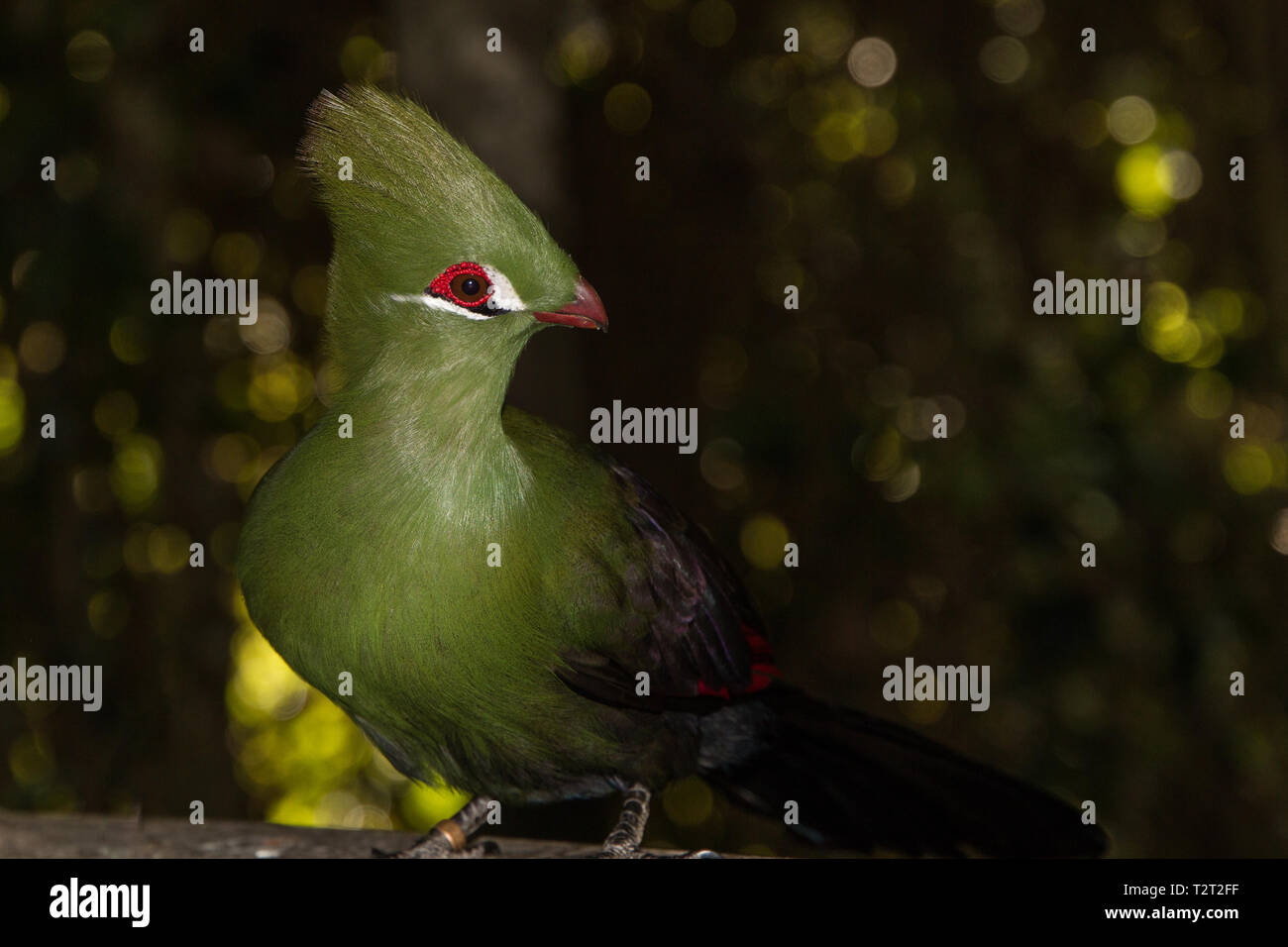 Knysna's Turaco (Knysnaloerie), uccello verde lunga cresta e becco rosso seduto in una struttura ad albero. Foto Stock