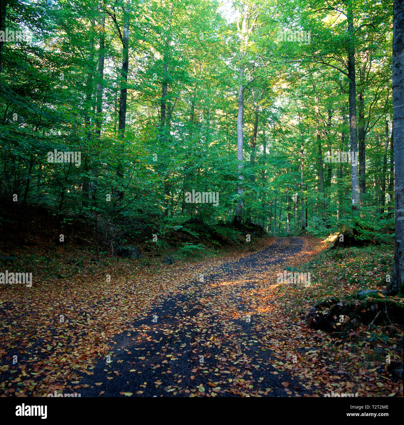 Il percorso attraversa un bosco in autunno Foto Stock
