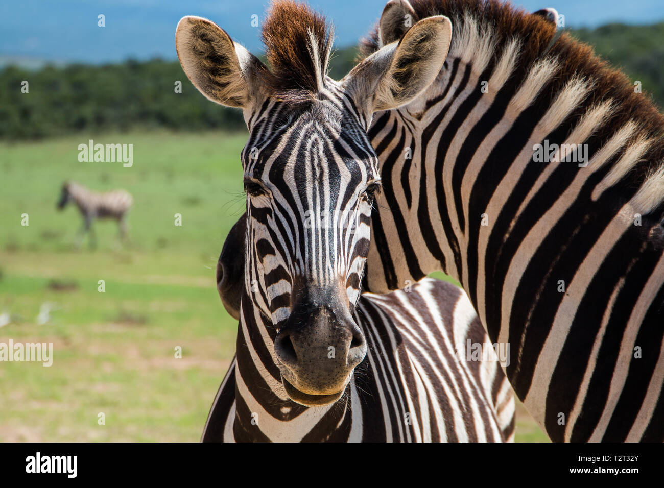 Le pianure Zebra (Equus quagga) animali in piedi vicino insieme close up ritratto Foto Stock