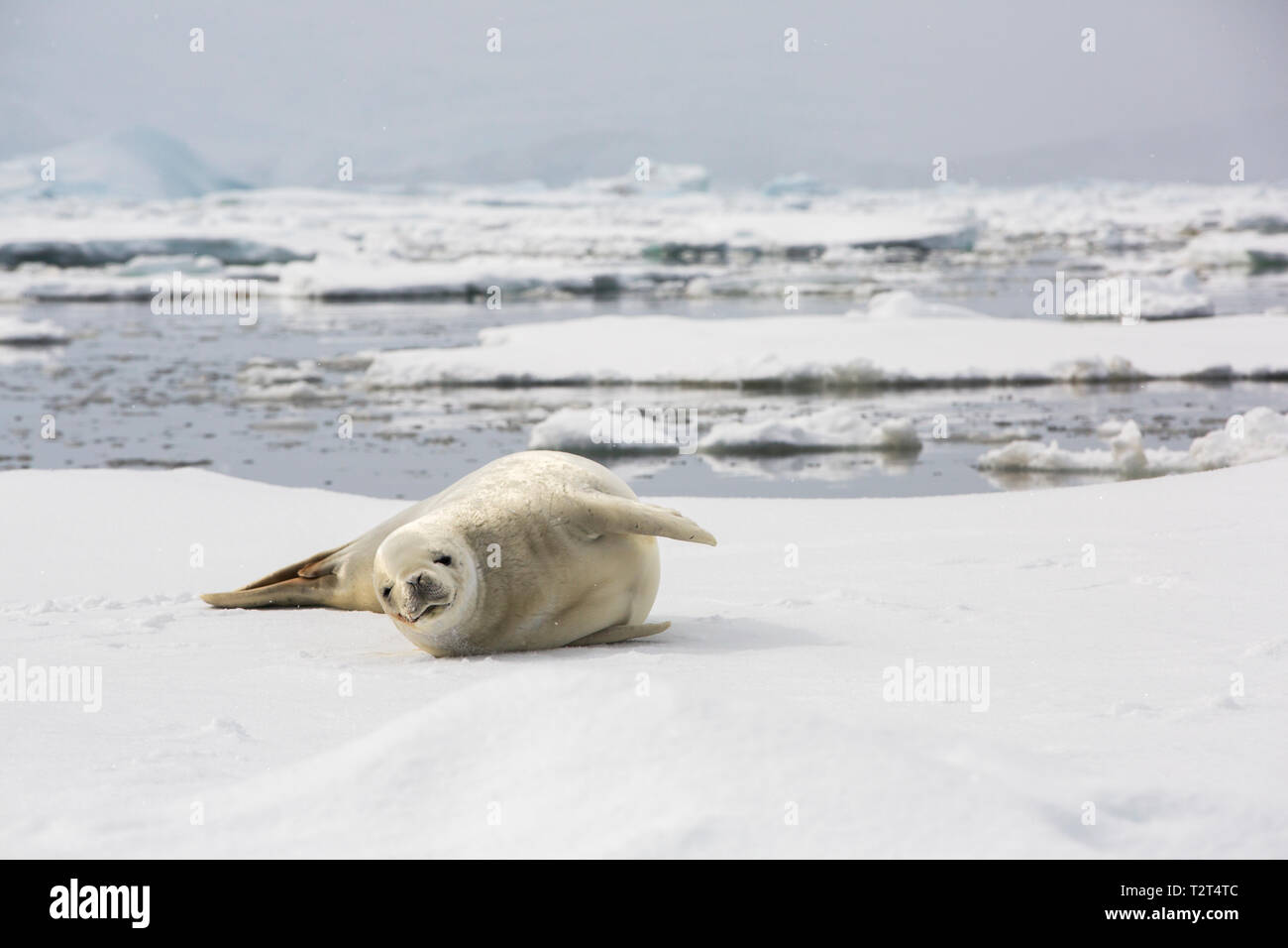 Guarnizione Crabeater, Lobodon carcinophagus sul mare di ghiaccio nel canale di Lemaire, Antartico peninsulare. Foto Stock