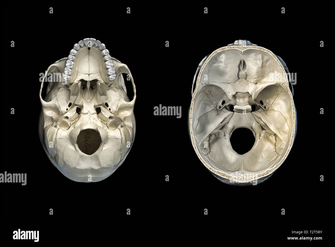 Cranio umano sezione trasversale e una vista dal basso. Su sfondo nero. Foto Stock