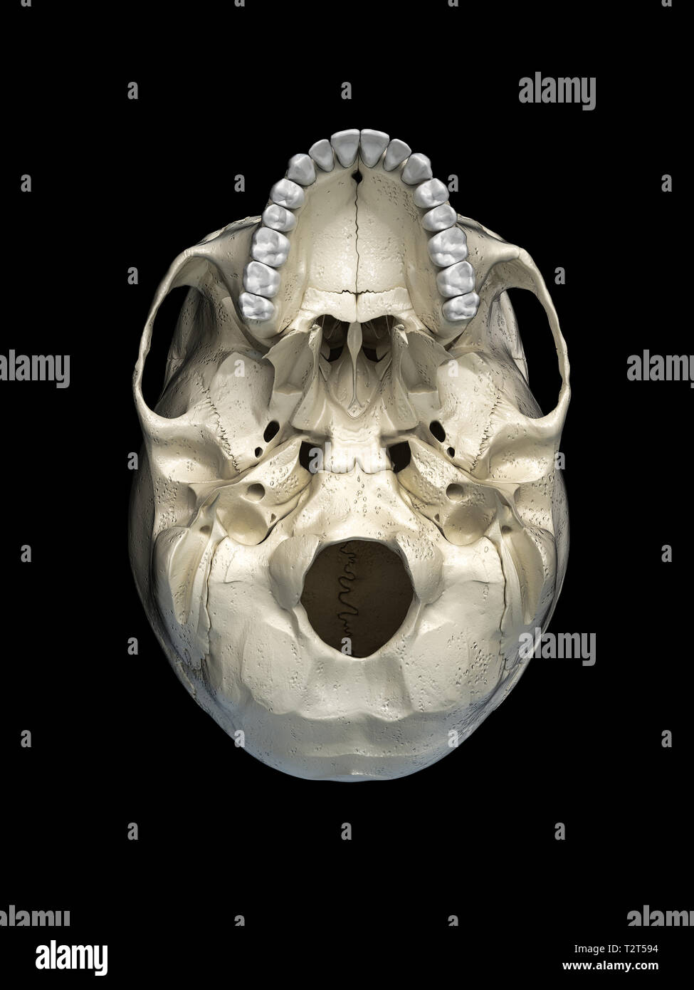 Cranio umano visto dal basso. Su sfondo nero. Foto Stock