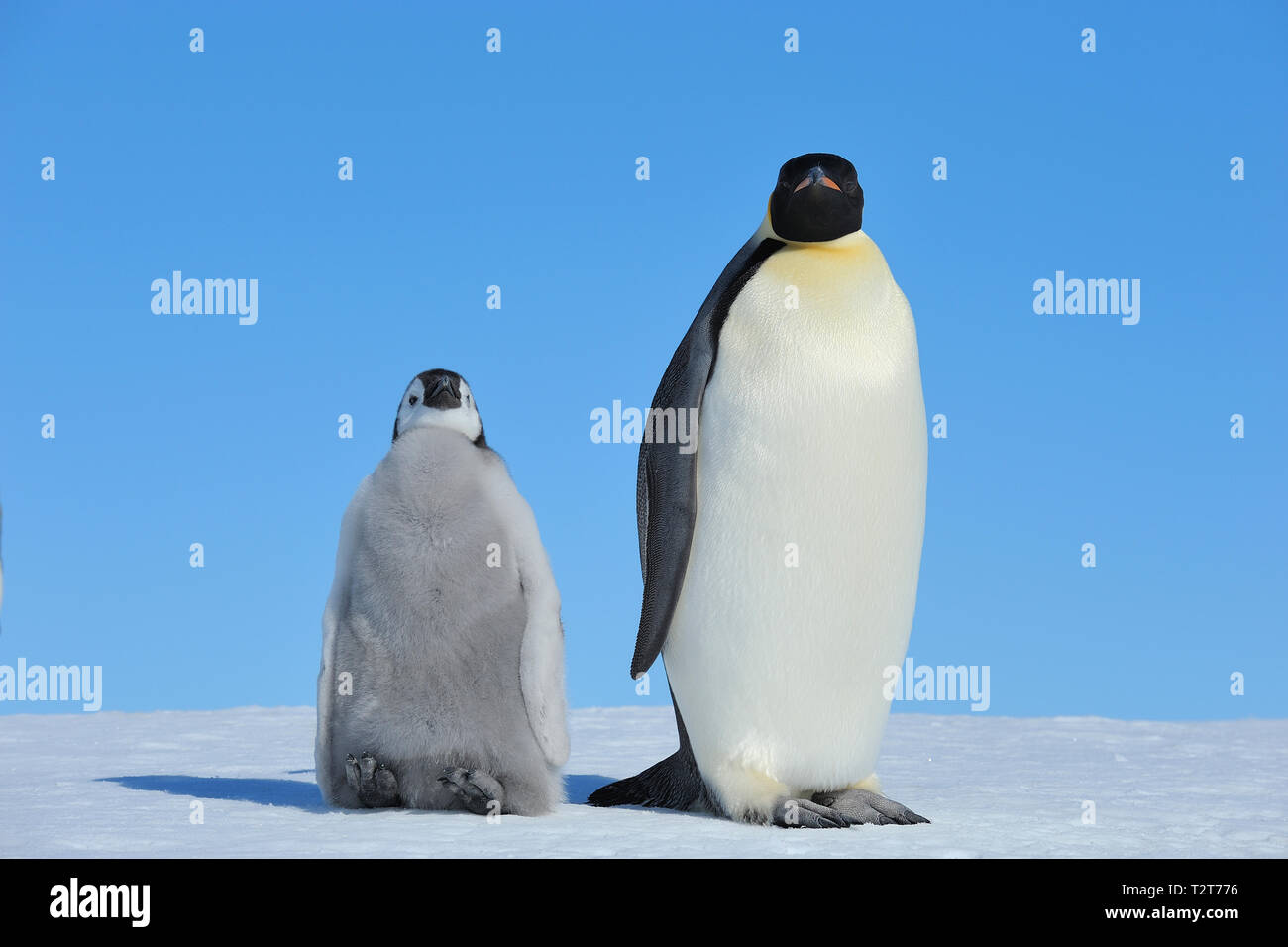 Pinguini imperatore, Aptenodytes forsteri, con un pulcino, Snow Hill Island, Penisola Antartica, Antartide Foto Stock