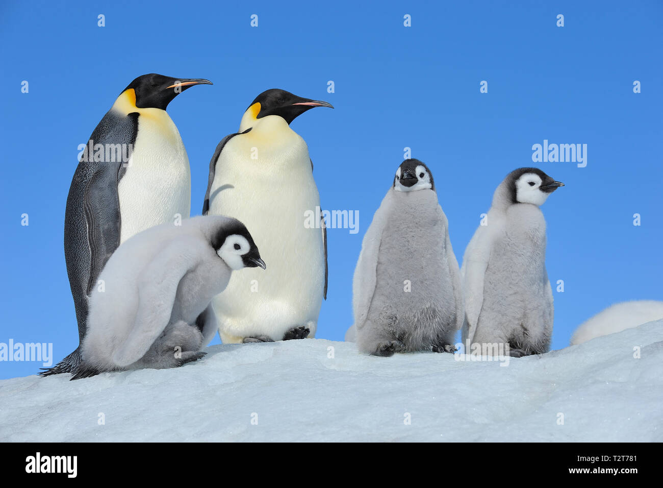Pinguini imperatore, Aptenodytes forsteri, coppia di pulcini, Snow Hill Island, Penisola Antartica, Antartide Foto Stock