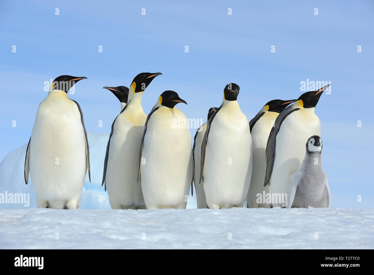 Pinguini imperatore, Aptenodytes forsteri, gruppo di adulti con pulcino, Snow Hill Island, Penisola Antartica, Antartide Foto Stock