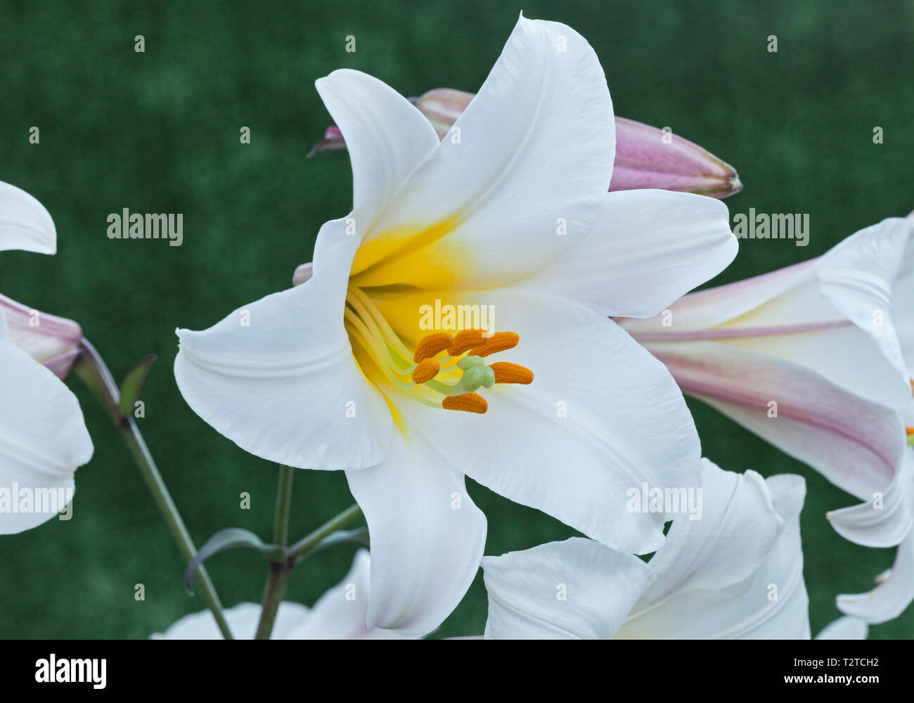 Regal Lily, Lilium regale Foto Stock