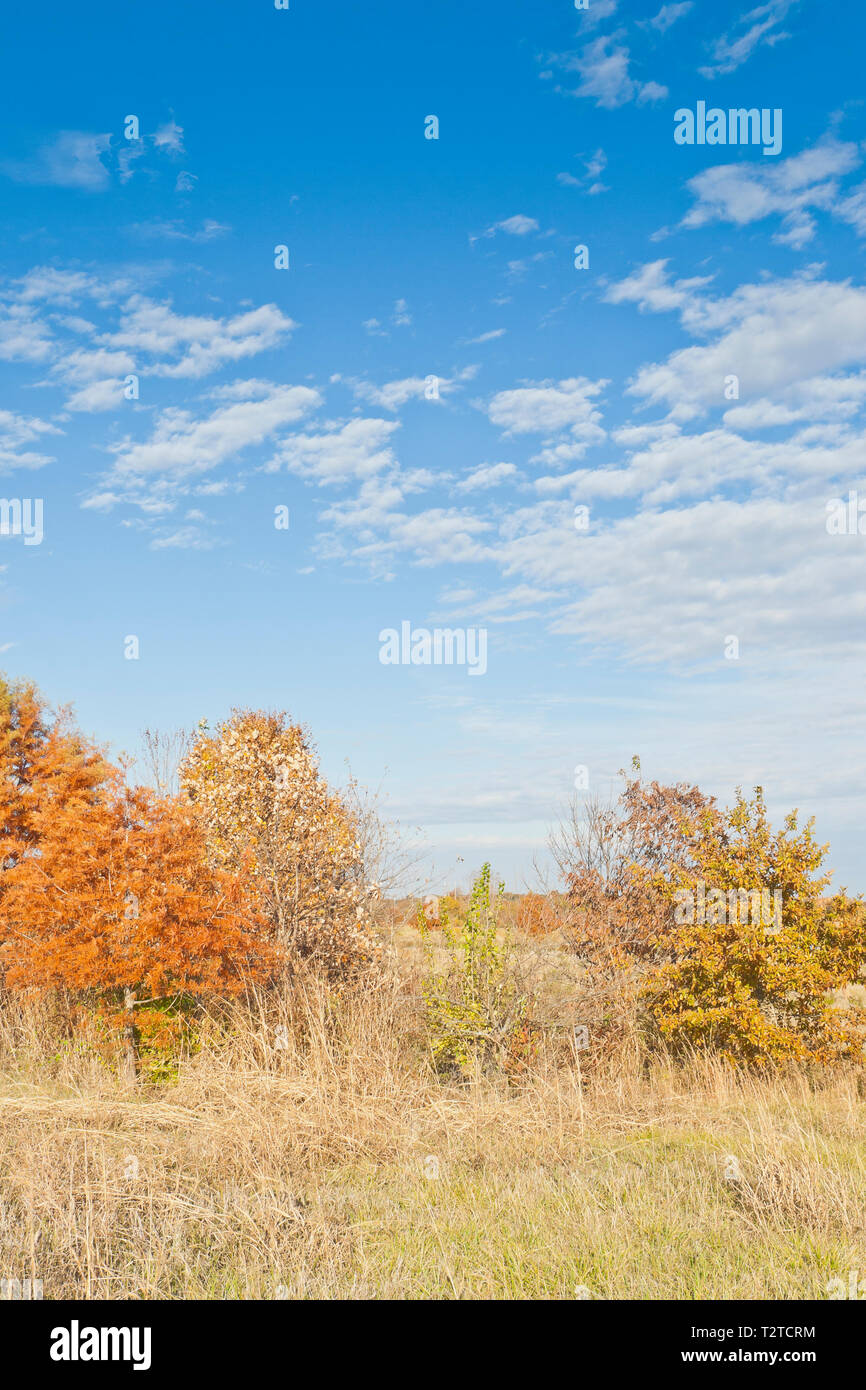 La terra di colori dai toni di cipresso calvo a Bellefontaine Area di Conservazione in autunno non prenda la lucentezza off del soleggiato altocumulus nuvole. Foto Stock