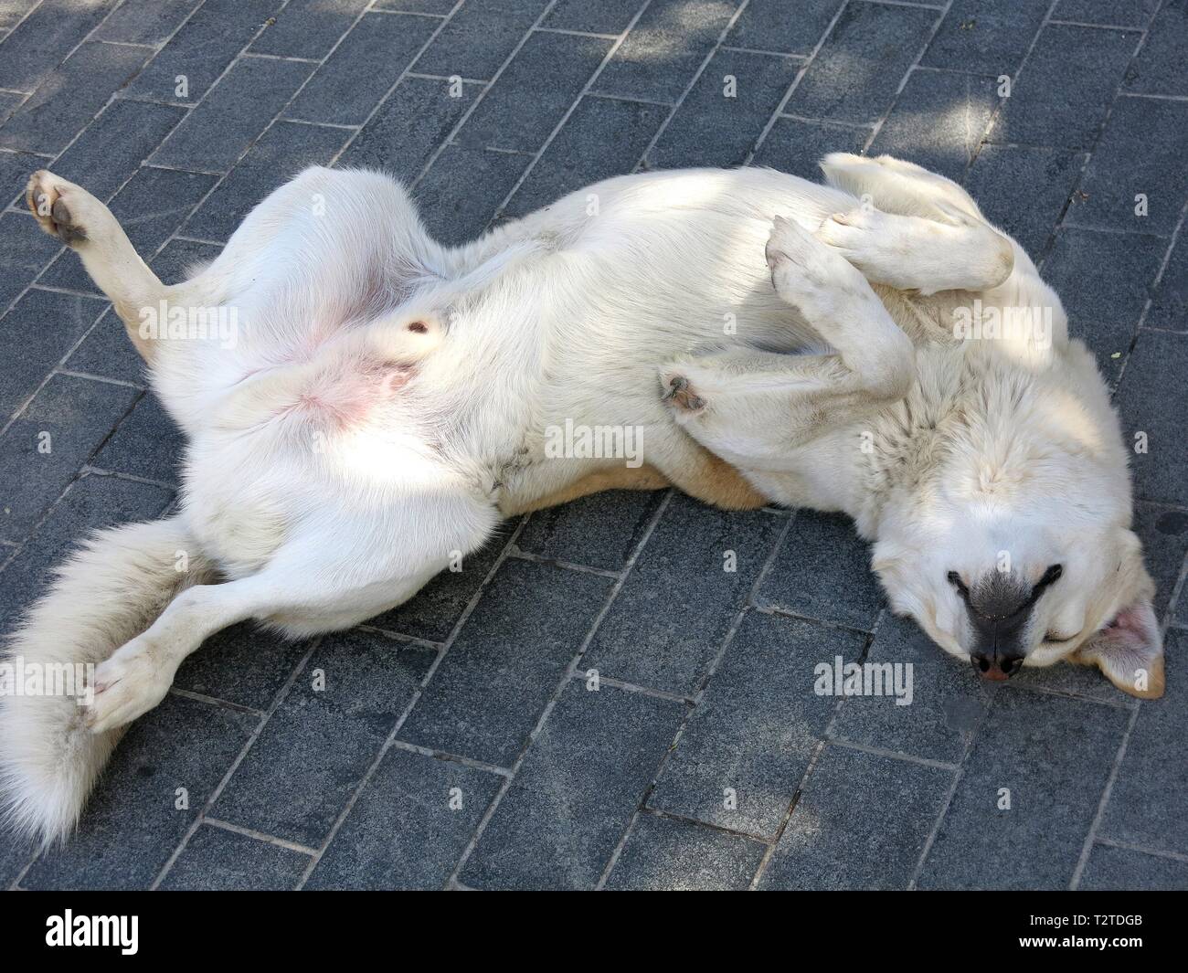 Stray dog rilassante. Foto Stock