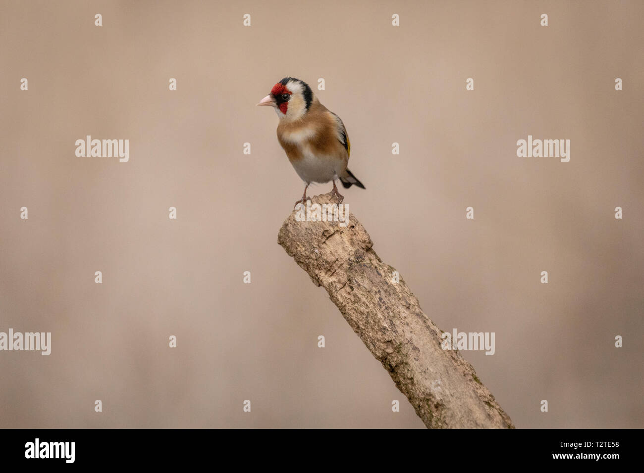 Cardellino maschio (Carduelis carduelis) appollaiato sulla punta dei segati ramo di albero con un bellissimo sfondo bokeh di fondo Foto Stock