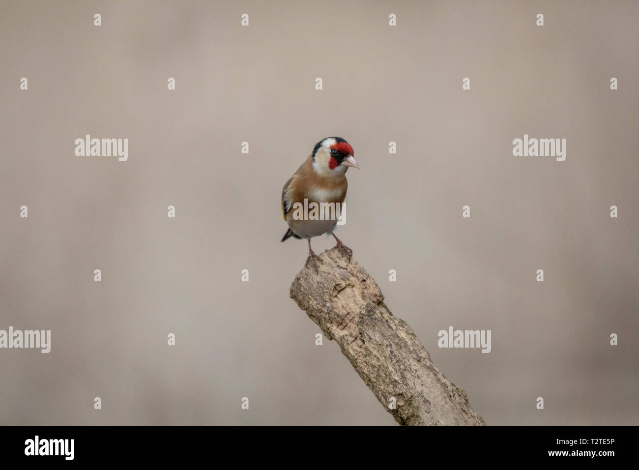 Cardellino maschio (Carduelis carduelis) appollaiato sulla punta dei segati ramo di albero con un bellissimo sfondo bokeh di fondo Foto Stock