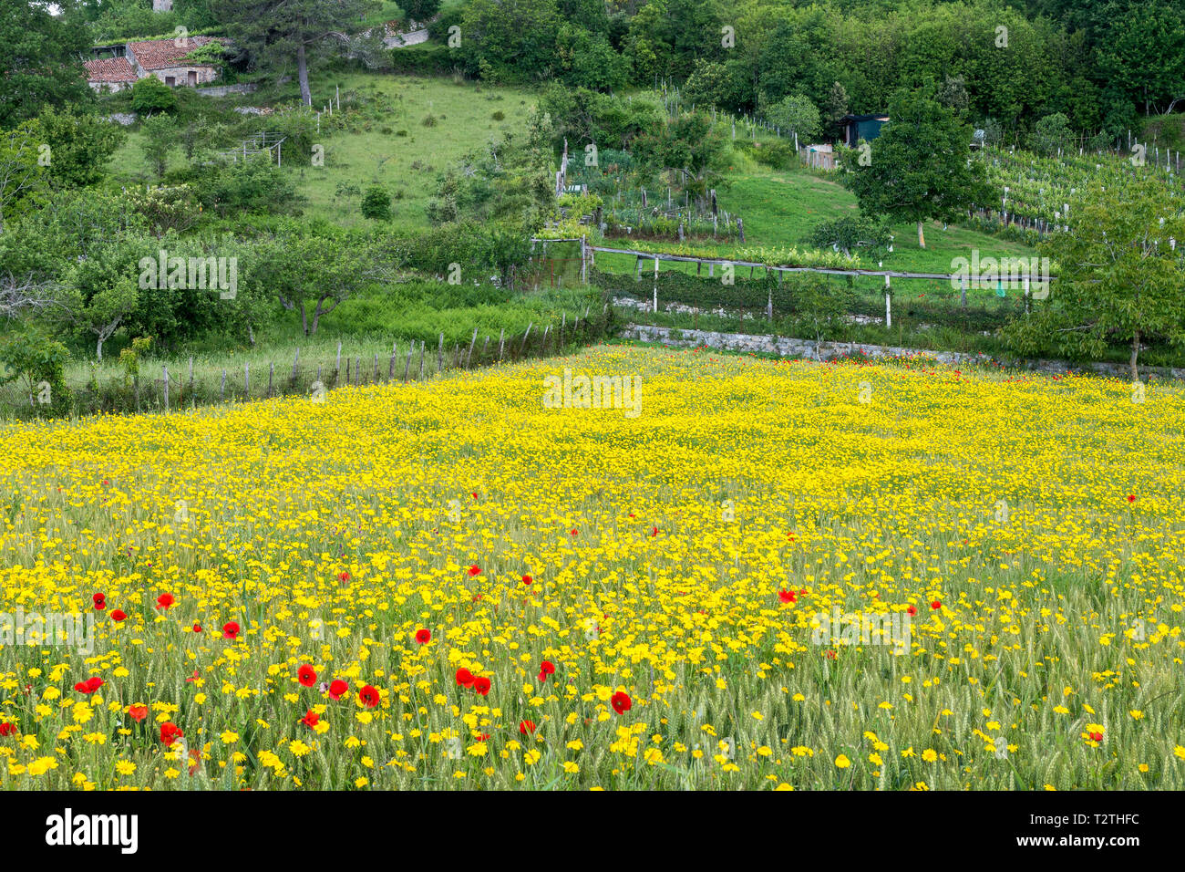 L'Italia, la Campania, il Parco Nazionale del Cilento, Masseta e Infreschi area marina protetta, terreni agricoli, campo di grano, garland crisantemo, comune di semi di papavero Foto Stock