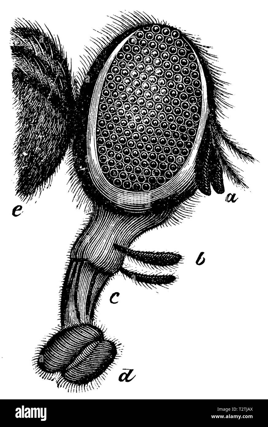 Facet occhi e strumenti di alimentazione della casa di volare. Fortemente ingrandita. Vista laterale. a) tastatore, b) Pulsante, c) labbro apribile, d) la bocca con ventose, e) collo., anonym 1877 Foto Stock