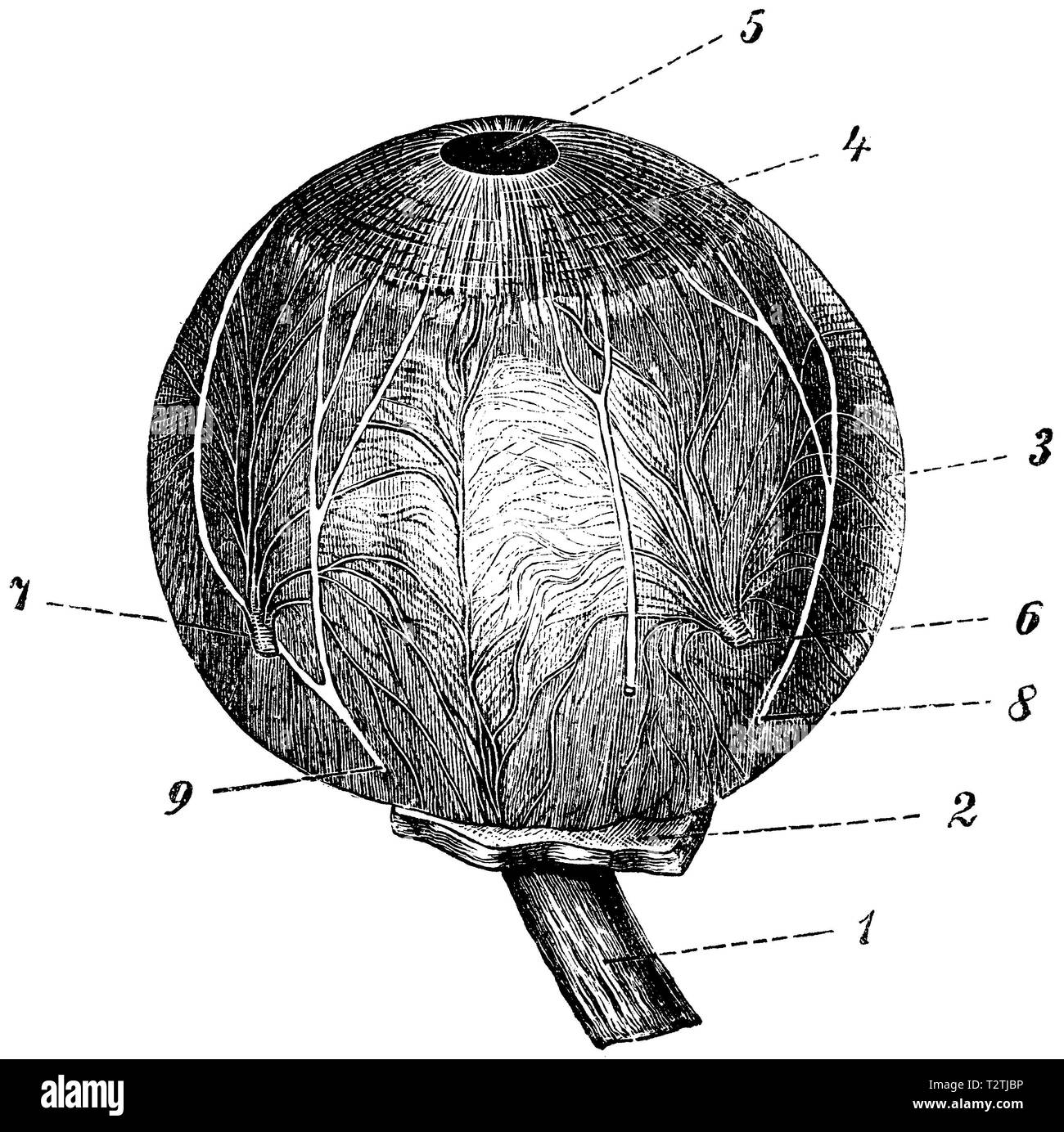 Umano: Eyeball, 1) del nervo ottico, 2) il resto del derma trattata, 3) Esposto pelle vascolare, 4) Iris, 5) Vista, 6,7) vasi sanguigni, 8,9) i nervi, anonym 1887 Foto Stock