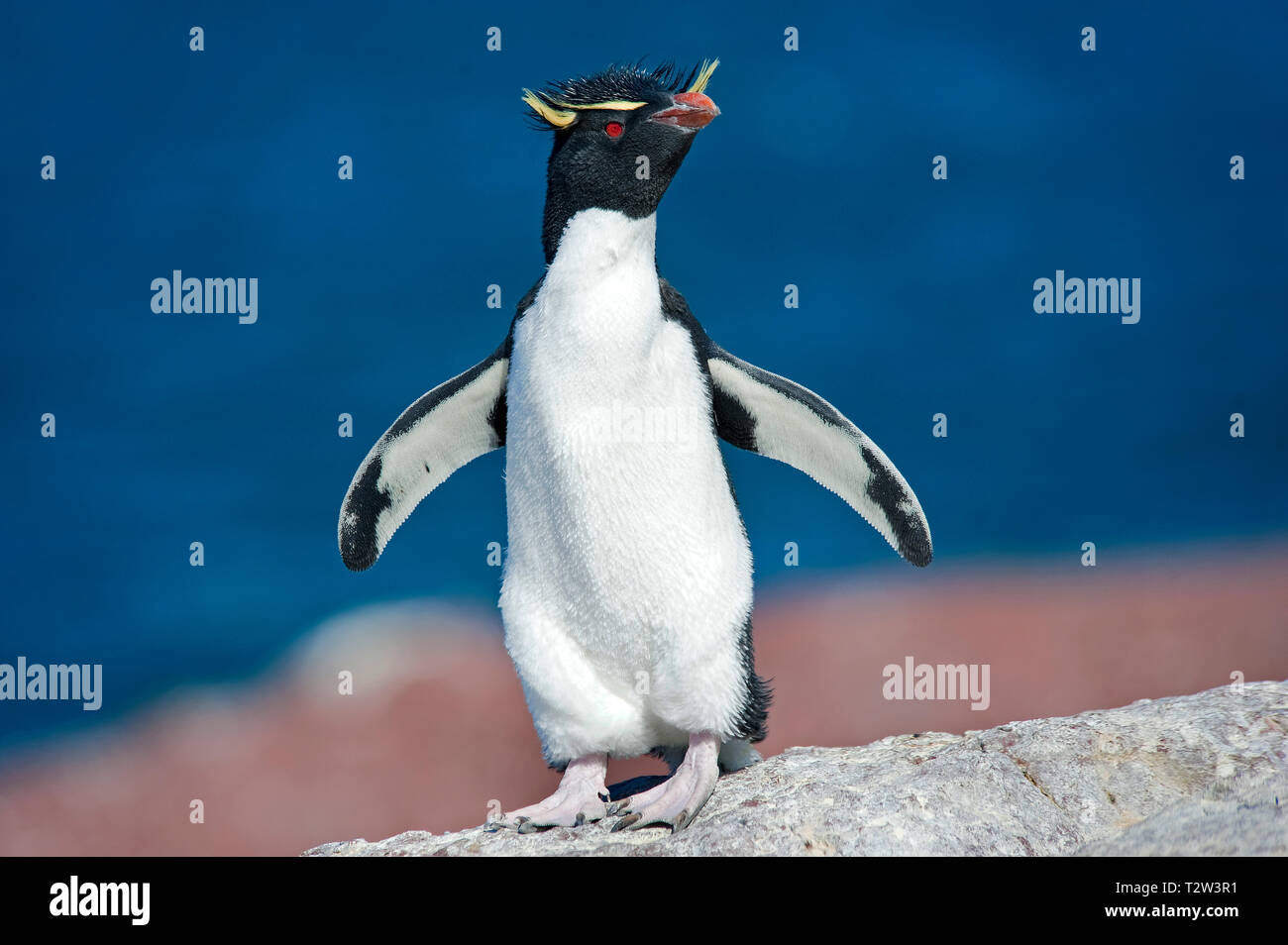 Sud del pinguino saltaroccia o pinguino saltaroccia (Eudyptes chrysocome), Adulto a costa, Punta Delgada, Patagonia, Argentina Foto Stock