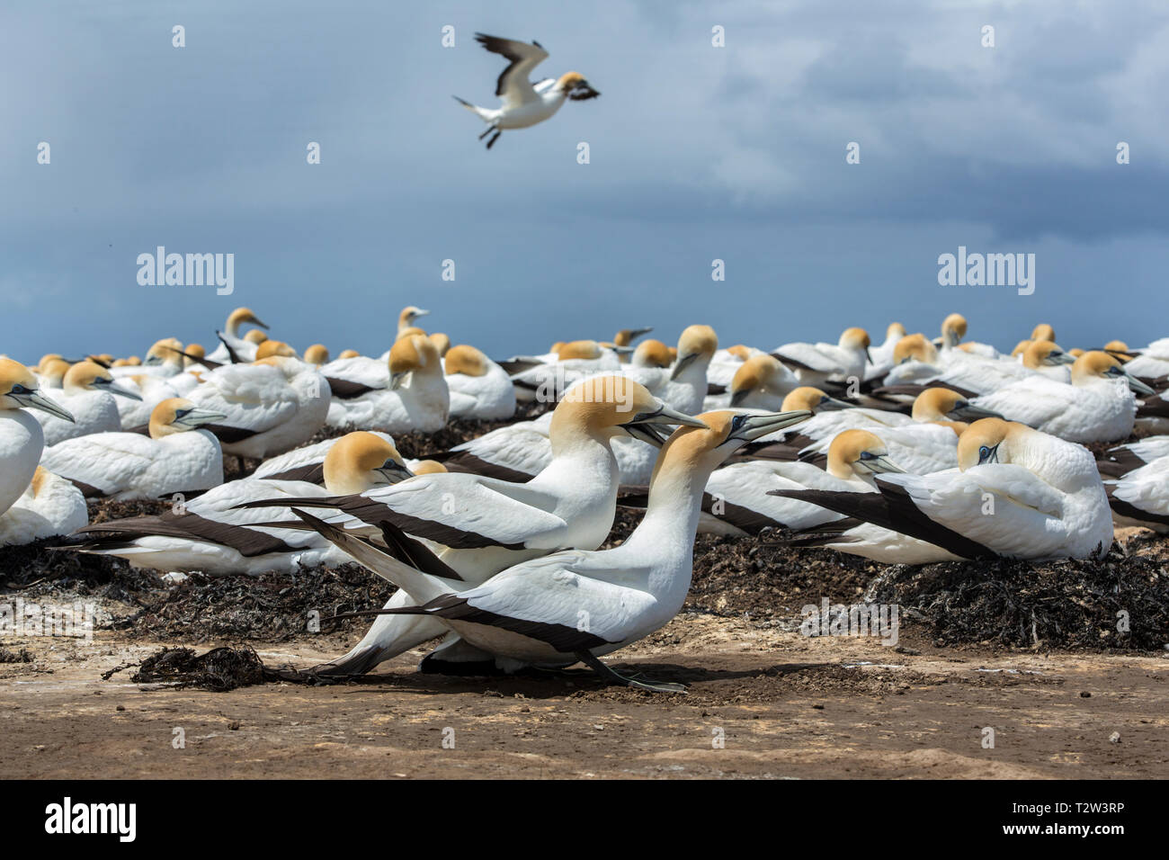 Coniugata coppia di Australasian sule (Morus serrator) a colonia di allevamento a Cape rapitori, Hawke's Bay, Isola del nord, Nuova Zelanda. Foto Stock