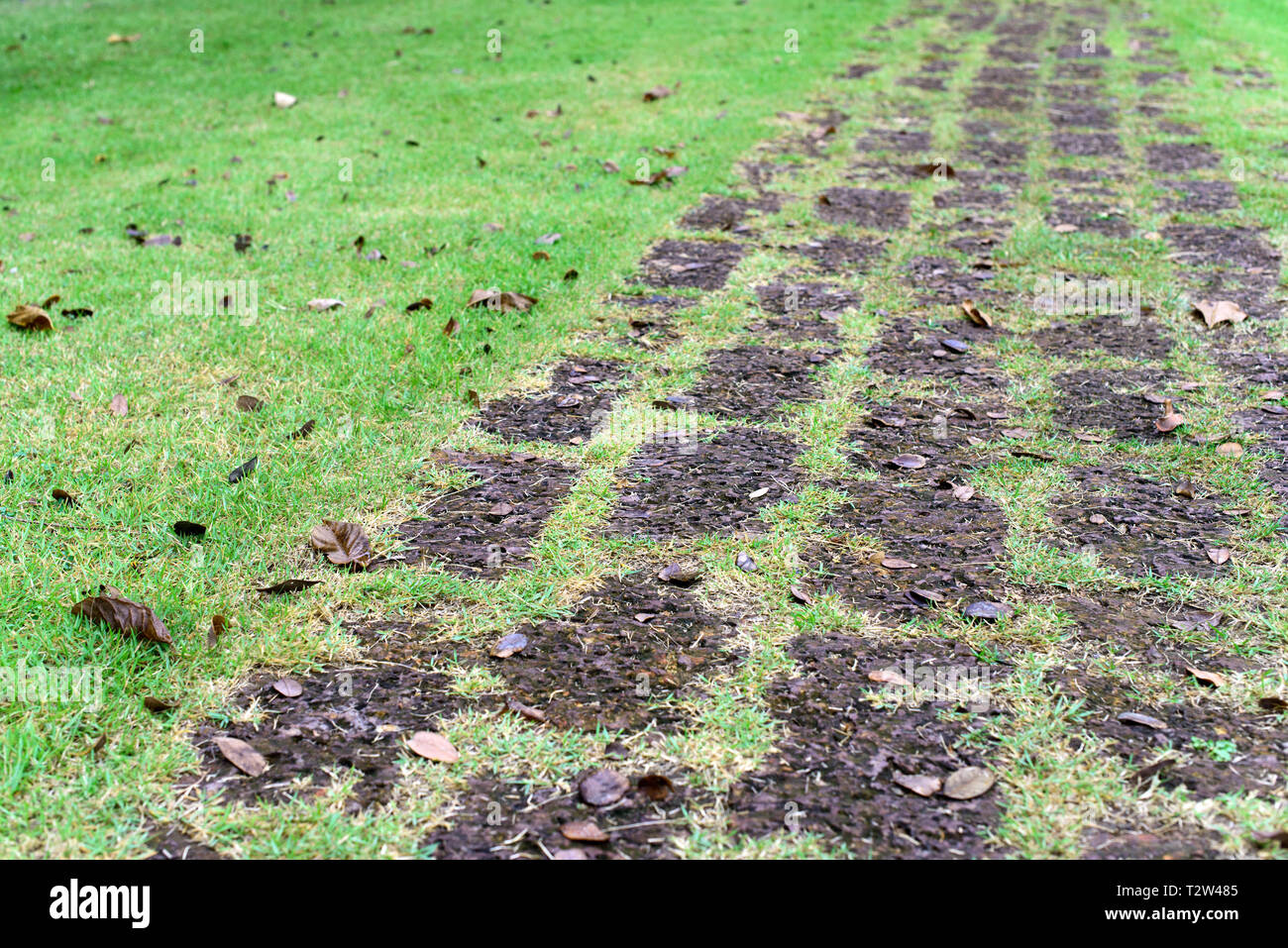 Il blocco di pietra percorso a piedi con erba verde in esso. Percorso a piedi nel giardino estivo. Foto Stock