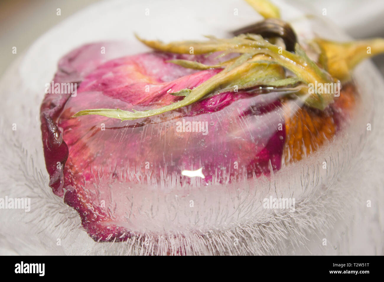 Un ice-racchiusi rose inizia a sfuggire al blocco di fusione, un sepalo verde spuntavano Foto Stock