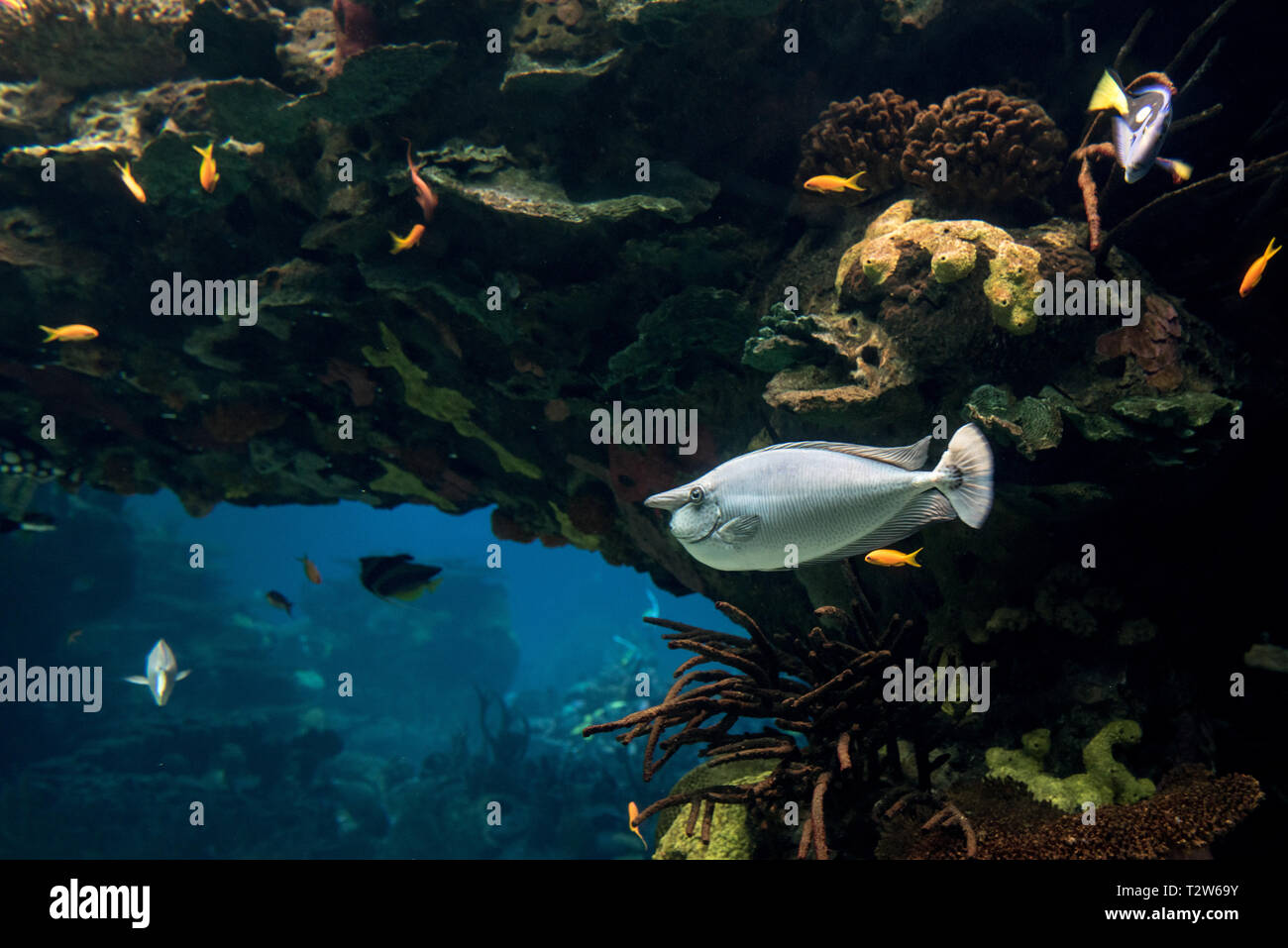 Unicorn chirurgo pesce nuota in habitat ricostruiti, acquario di Lisbona Foto Stock