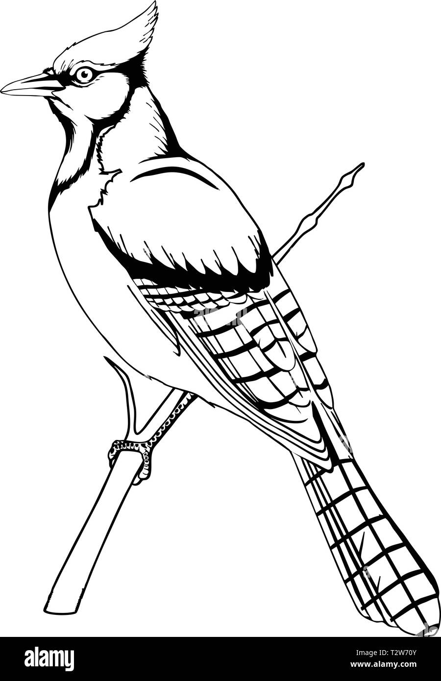 Blue Jay illustrazione vettoriale Illustrazione Vettoriale