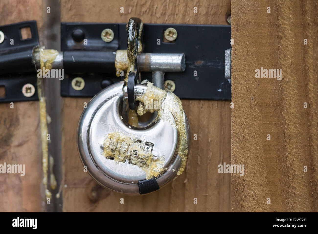 Chiusura del lucchetto a combinazione bullone di fissaggio esterno sul cancello di legno, danneggiata da vandali mindless spremitura di schiuma in espansione nel meccanismo. Atti di vandalismo. Foto Stock