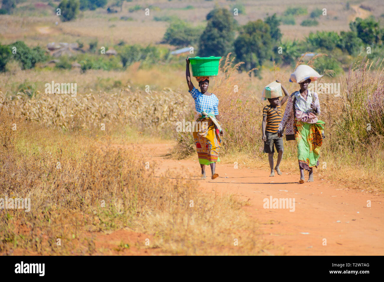 Malawiani le donne che trasportano il mais sulle loro teste attraverso il campo di mais Foto Stock