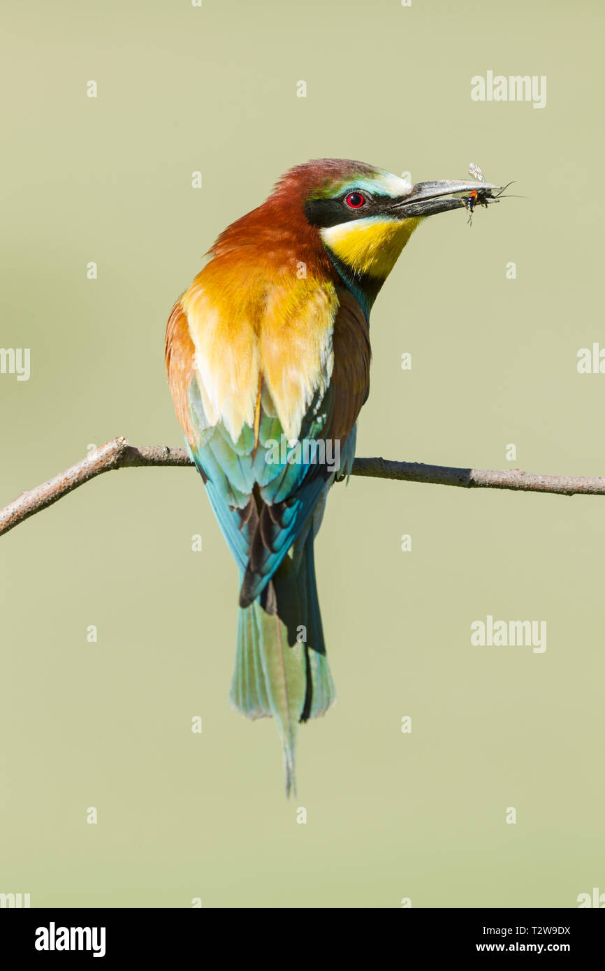 Europei maschili i gruccioni, nome latino Merops apiaster, appollaiato su un ramo di un insetto nel becco Foto Stock