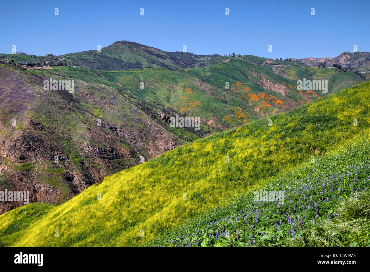 Array colorati di fiori selvatici che copre Corral Canyon, Malibu, California nella primavera del 2019, quattro mesi dopo la Woolsey Fire di novembre 2018 distrutto Foto Stock