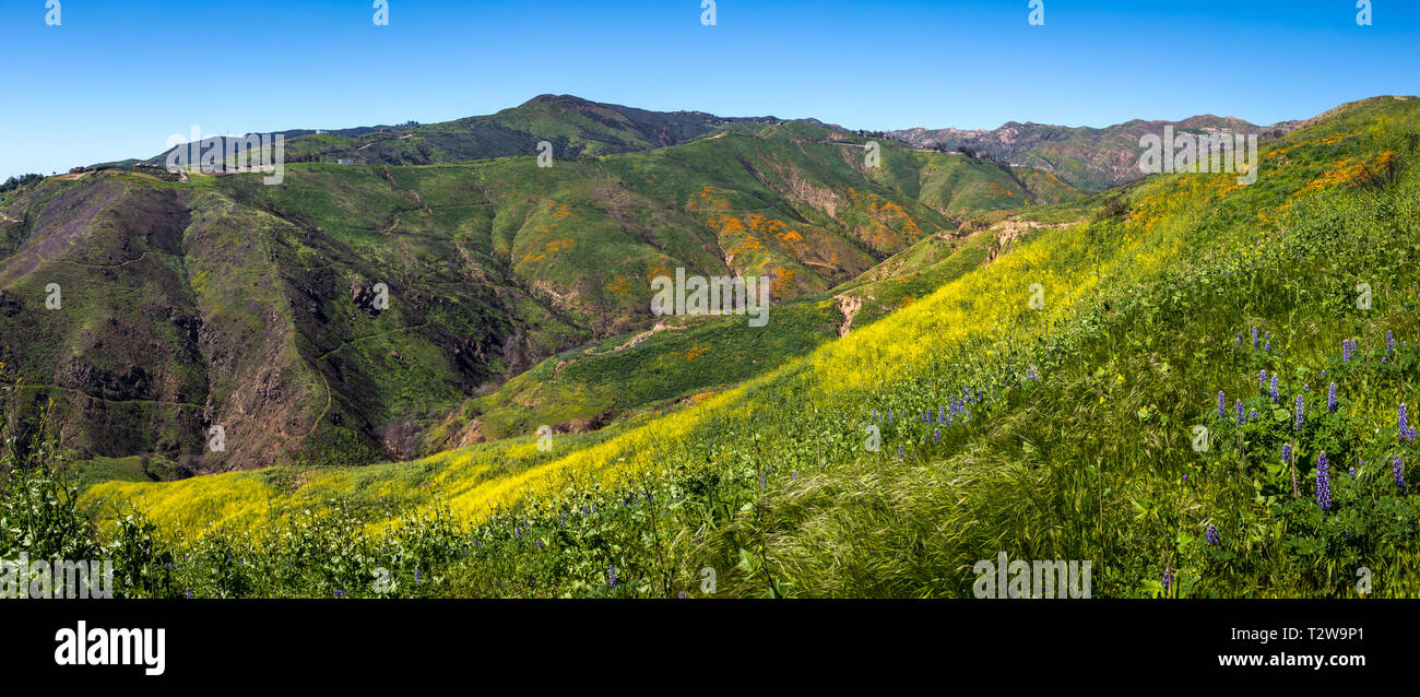 Array colorati di fiori selvatici che copre Corral Canyon, Malibu, California nella primavera del 2019, quattro mesi dopo la Woolsey Fire di novembre 2018 distrutto Foto Stock