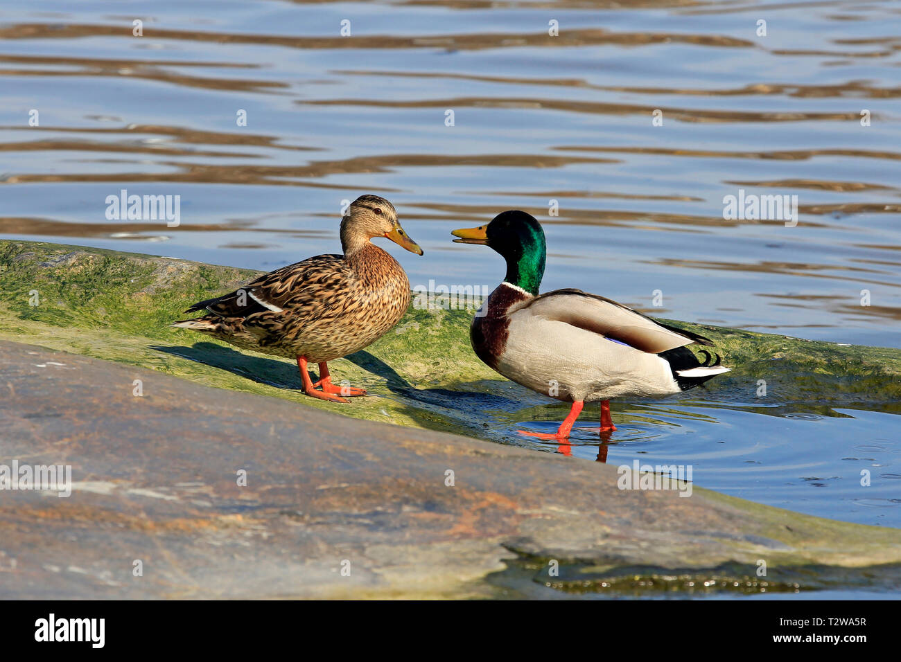 Maschi e femmine di Germano Reale, Anas platyrhynchos, corteggiare su una roccia sul mare in una bella giornata di primavera. Foto Stock